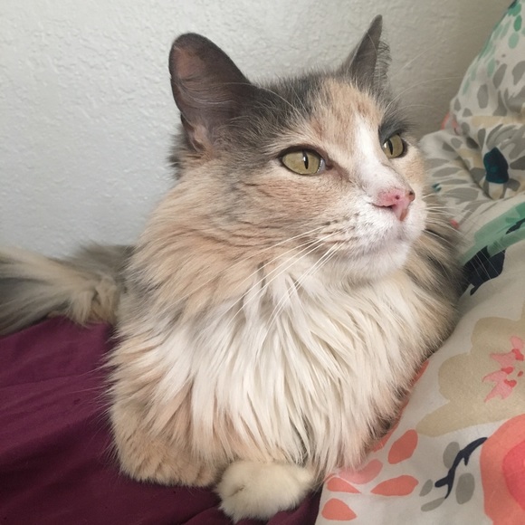 Meet your Posher, Sophia - Picture 5 of 5